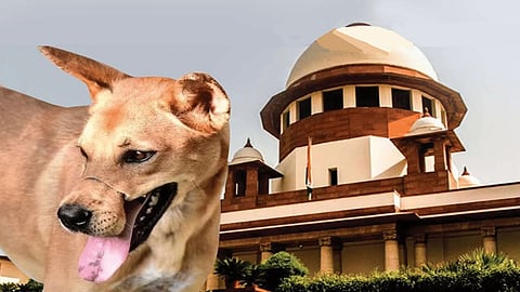 People dying not only due to dog bites but also because of road accidents caused by strays: SC