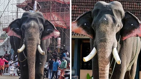 PIL against Govt Order allowing declaration of elephant possession