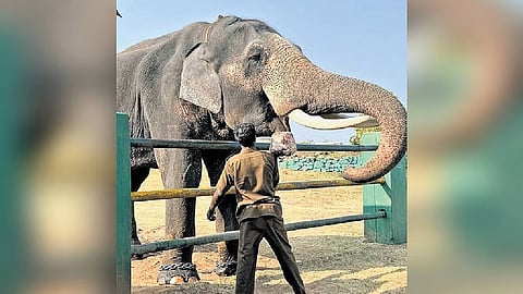 Mahout trampled to death