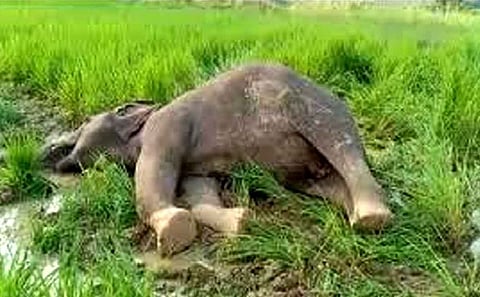 136 elephants died in Odisha during past 18 months: Forest Minister