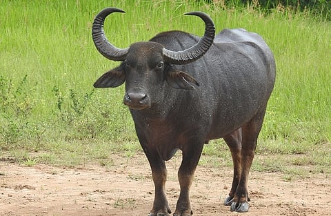 A domestic buffalo , representative image