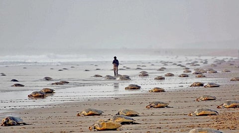Sea turtles