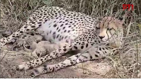 Cheetah Gamini gives birth to three cubs in MP's Kuno National Park