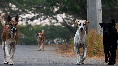 Stray dogs