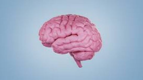 Human brain