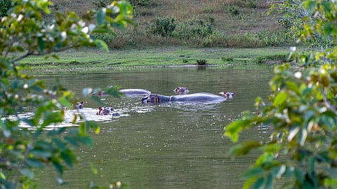 HIPPOS