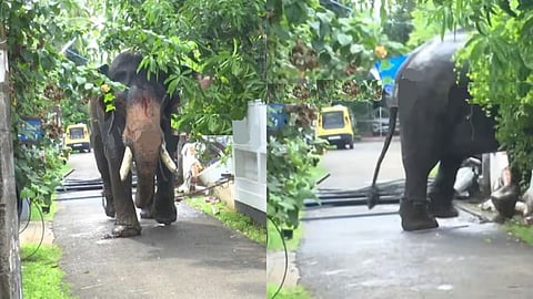 Elephant runs amok in Thrissur, damages vehicles