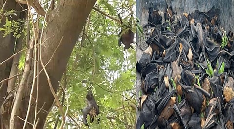 200 bats die due to heatwave in Chhattisgarh's Korba