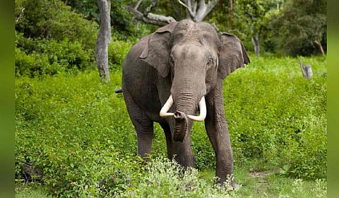 Wild elephant - Representative image