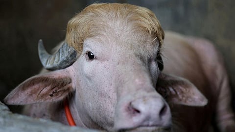 Bangladesh saves 'Donald Trump' from Eid sacrifice