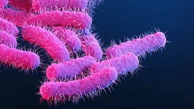 Shigella bacteria