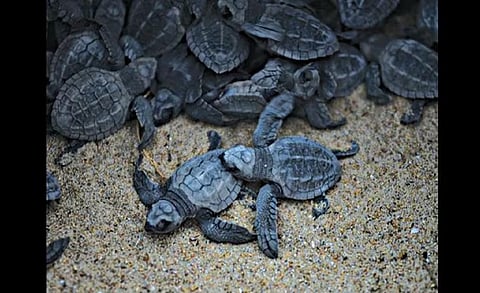 turtle