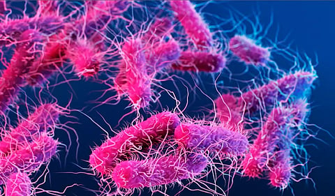 Shigella