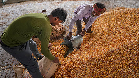 Workers fill maize grains in sack at a grain market, in Amritsar, Punjab, Friday, June 12, 2026.