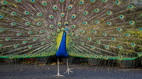 A peacock displays its plumage during the monsoon, near Raj Bhavan in Mumbai, Sunday, June 28, 2026.