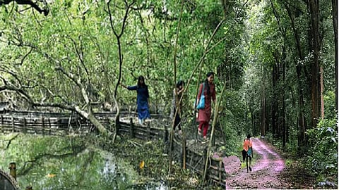 Environmental groups seek action against geo-tagging of sensitive Kerala forests