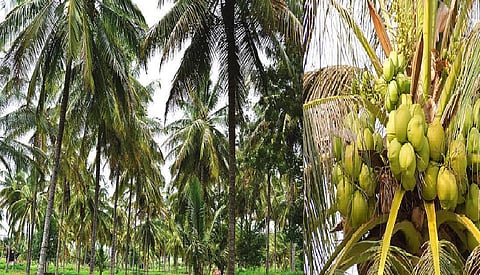 Coconut Board bets on new planting drive to expand cultivation beyond traditional belts