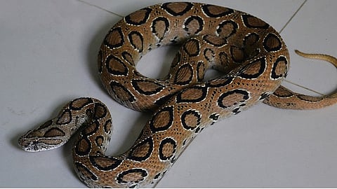 Nurse bitten by snake at health sub-centre in Palakkad