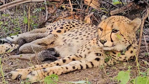 India-born cheetah gives birth to four cubs in MP's Kuno National Park