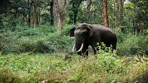 Man dies in wild elephant attack in Kerala