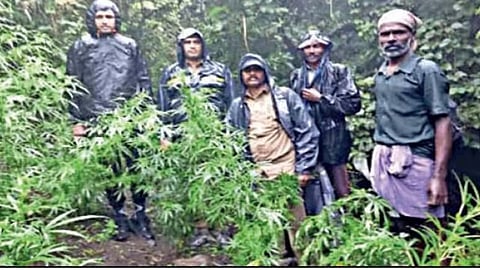Excise officials destroy 1,566 cannabis plants