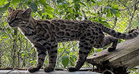 Meet Earth's newest wild cat species, the first named in over a century