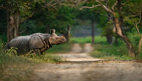 Kaziranga reopens for tourists after annual monsoon closure