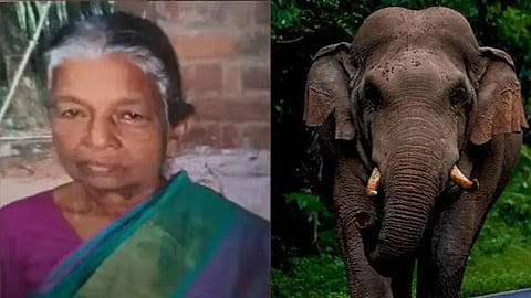 80-year-old woman killed in wild elephant attack in Keralam