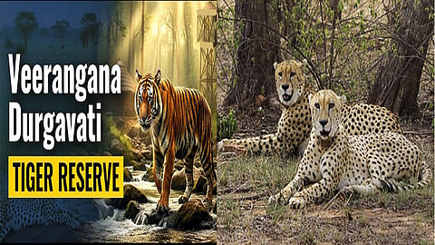 Veerangana Durgavati Tiger Reserve set to become third home for cheetahs in MP