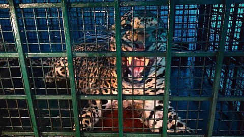 Leopard trapped in cage in Palakkad