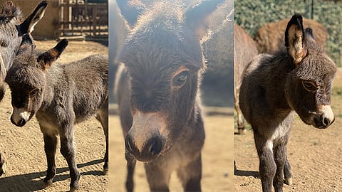 Se encuentra en un espacio llamado "El ranchito" donde los visitantes pueden apreciar en su mayoría animales de granja