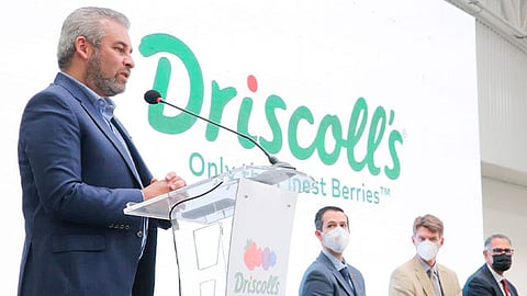 Las instalaciones del frigorífico de berries de la empresa Driscoll's tiene una inversión de 500 millones de pesos