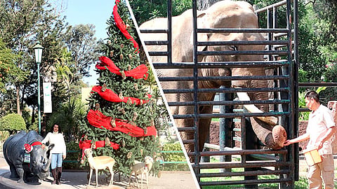 Los días 24 y 31 de diciembre el Parque cerrará a las 14:00 horas, mientras que el 25 de diciembre y 1 de enero se abrirá en el horario vacacional, de 10:00 a 18:00 horas