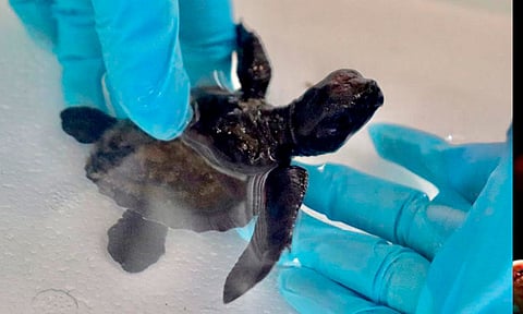 Zoológico de Morelia cuida de tortuga marina que fue entregada a la Profepa