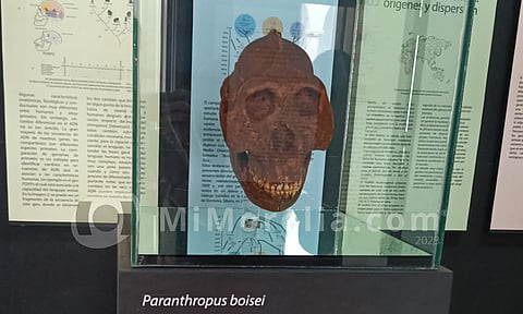 Aún exhiben en Morelia 7 cráneos de La Era del Hielo, una mandíbula de gonfoterio, entre otras reliquias