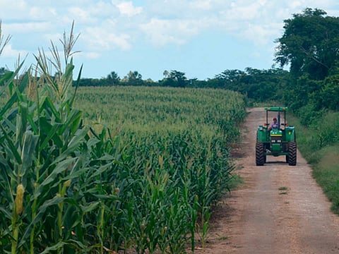 Michoacán salvaría 7 mil hectáreas de cultivos tras la sequía: Víctor Villalobos