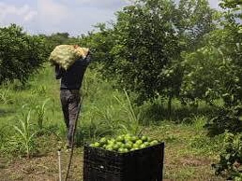 Se reanuda corte de limón en Apatzingán con 300 toneladas