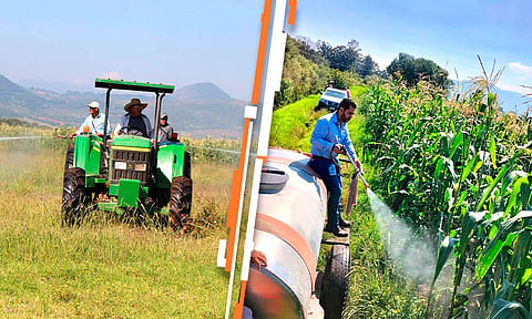 Después de años sin atender los campos de Morelia, se fumigaron más de 400 hectáreas en San Rafael Coapa