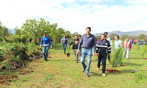 Rebasan meta de 700 mil árboles plantados en Morelia