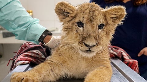 Conoce a las tiernas crías de león y tigre en el Zoológico de Morelia