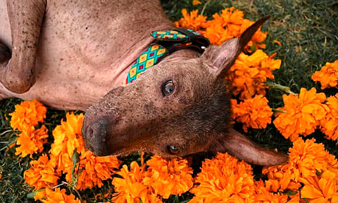 La antigua leyenda del xoloitzcuintle; acompaña a las almas a cruzar el Mictlán