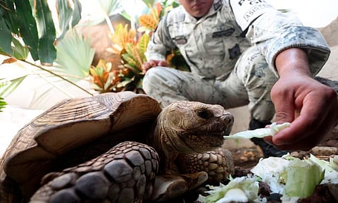 Hallan tortuga extraviada tras paso de huracán Otis; la buscaban sus dueños