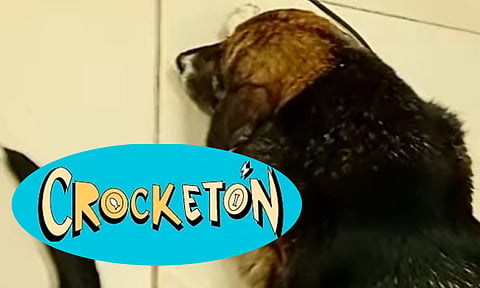 Festival musical "Crocketón" en Morelia para ayudar a animales en situación de calle