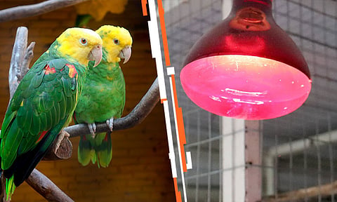 En invierno, cuida a las aves con estas recomendaciones del Zoo de Morelia