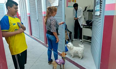 En Uruapan, registra SSM 12 mil 600 perros y gatos vacunados contra la rabia
