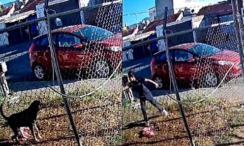 FGE ya interviene en caso de perrito atacado a balazos en Morelia; aún se desconoce su estado