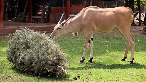 ¡Recicla tu árbol de Navidad en el Zoológico de Morelia!