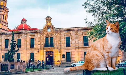 Investiga CEDH muerte de animales en facultad de leyes de la UMSNH