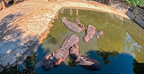 Cuenta Zoológico de Morelia con estrategia para proteger a los animales del calor