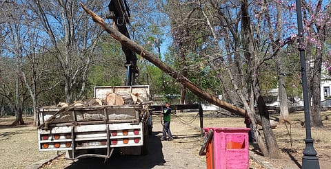 En tareas preventivas, Gobierno Municipal poda árboles secos en Bosque Cuauhtémoc